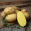Bild på Potatis 10kg fast
